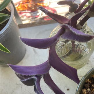 Purple Heart plant in Bradenton, Florida