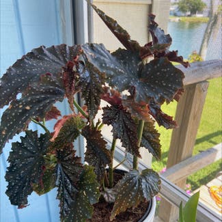 Polka Dot Begonia plant in Bradenton, Florida
