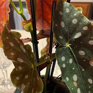 Polka Dot Begonia plant in Perrysburg, Ohio