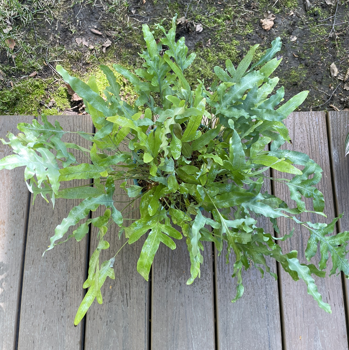 Blue Star Fern with healthy green leaves on a wooden surface, soil visible in the background.