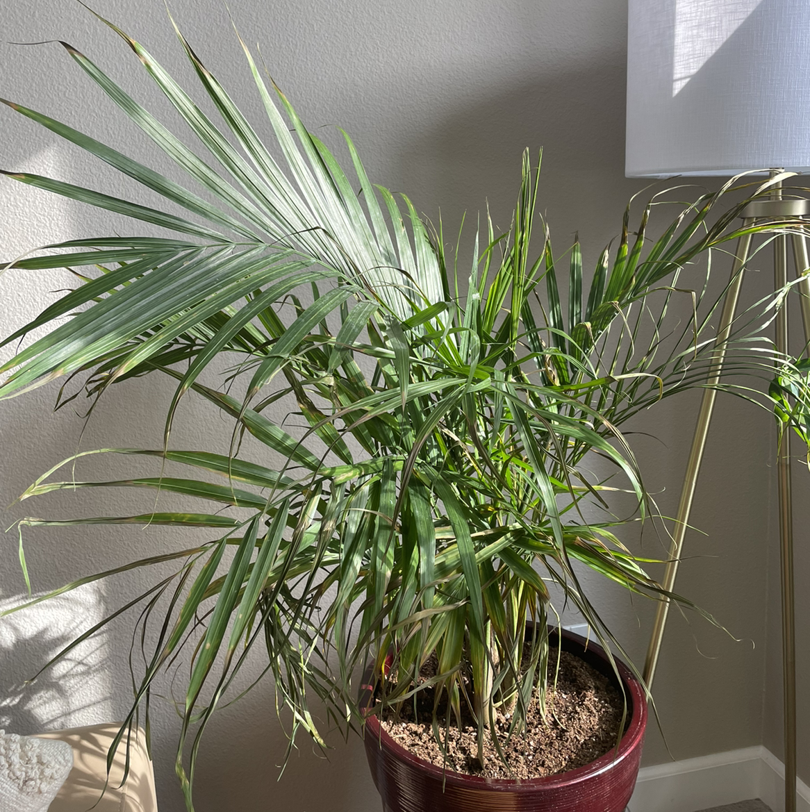 Healthy Pygmy Date Palm houseplant with lush green fronds, potted in red ceramic pot with pebble topping.
