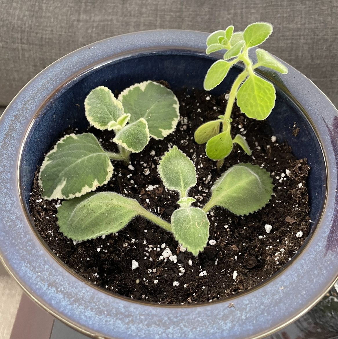 Potted Mexican Mint plant with green leaves and healthy soil.