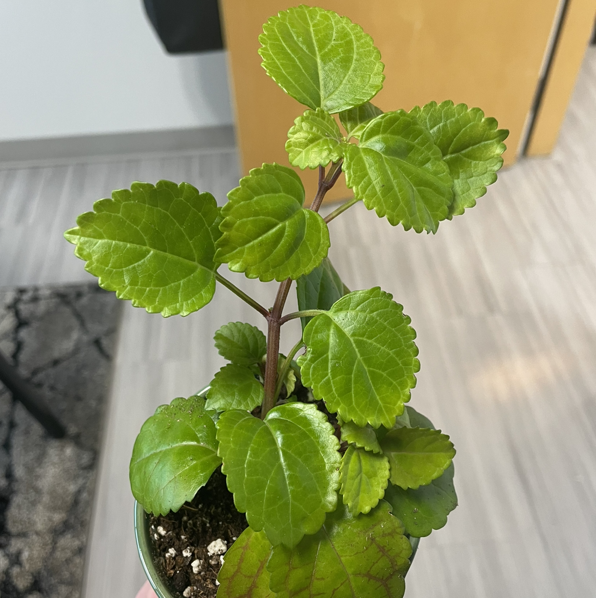 Healthy Swedish Ivy plant with vibrant green leaves in a pot.
