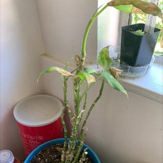 Dieffenbachia plant in Davis, California