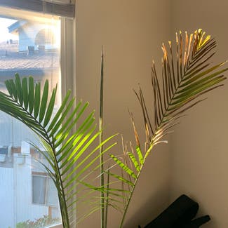 Majesty Palm plant in Davis, California