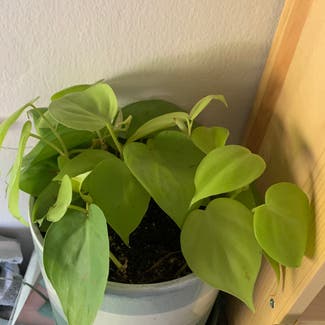 Heartleaf Philodendron plant in Davis, California