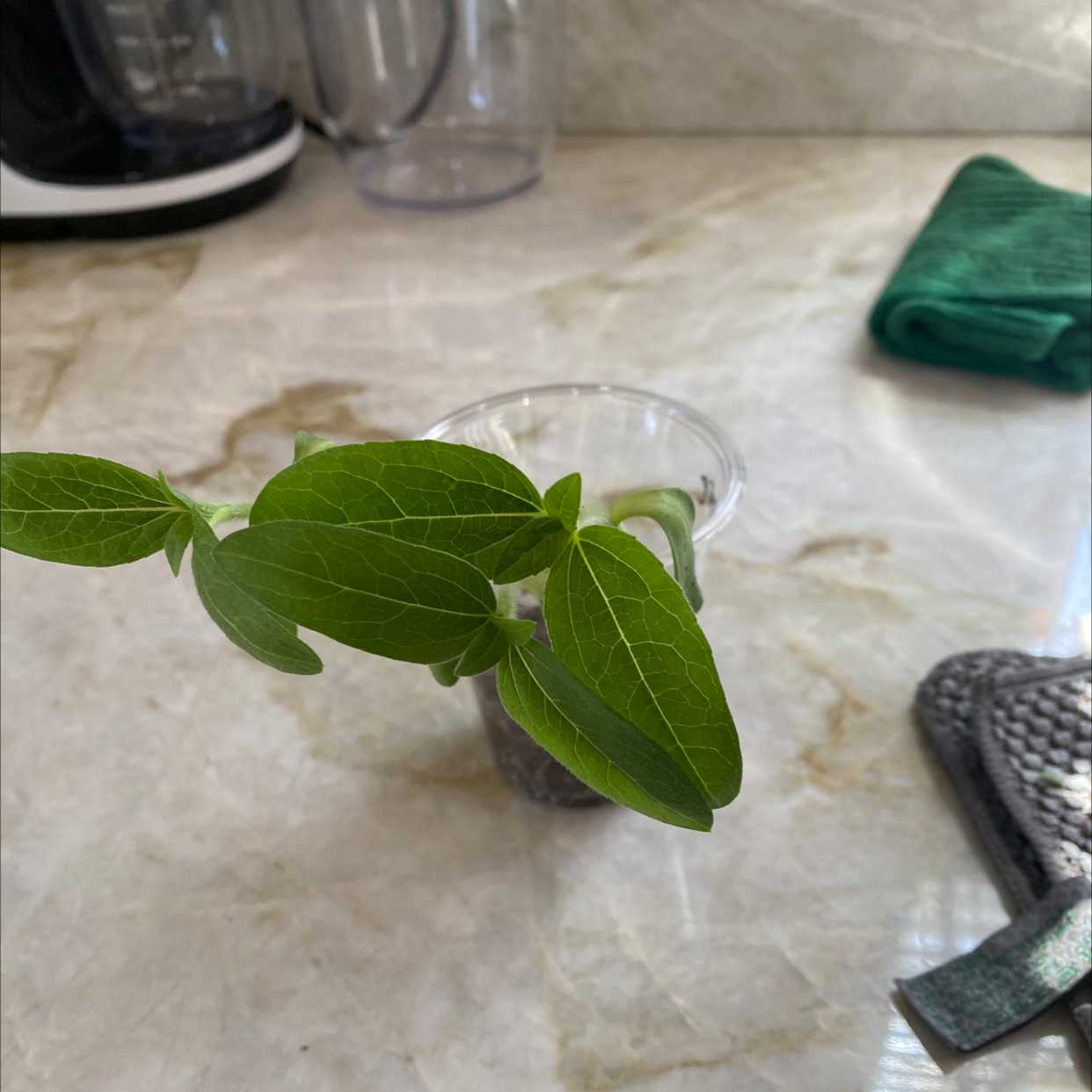 Marvel of Peru plant with green leaves in a transparent container on a countertop.