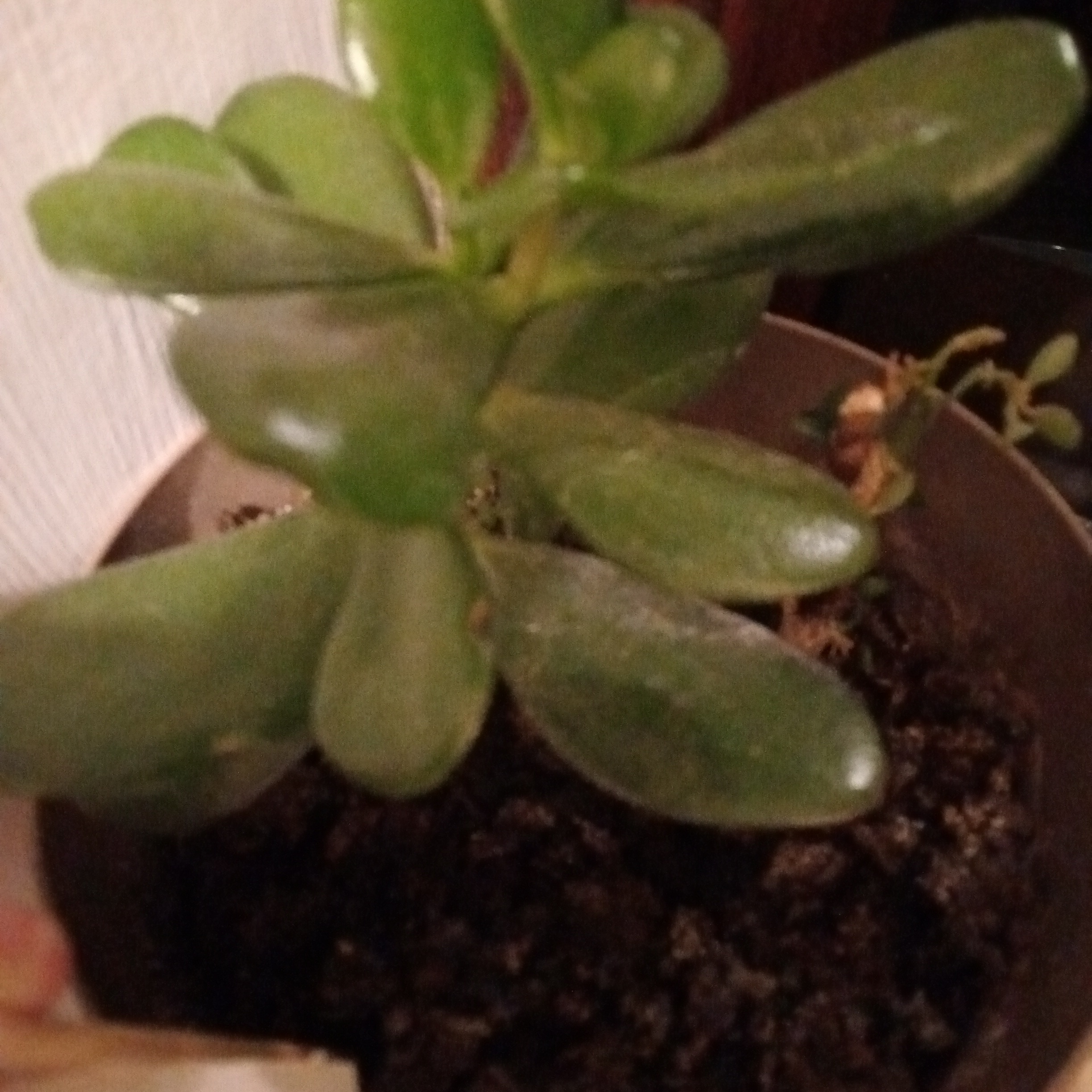 Little jade