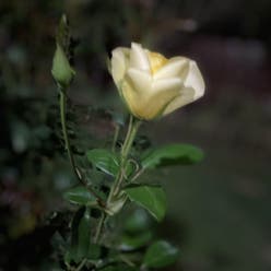 yellow rose plant