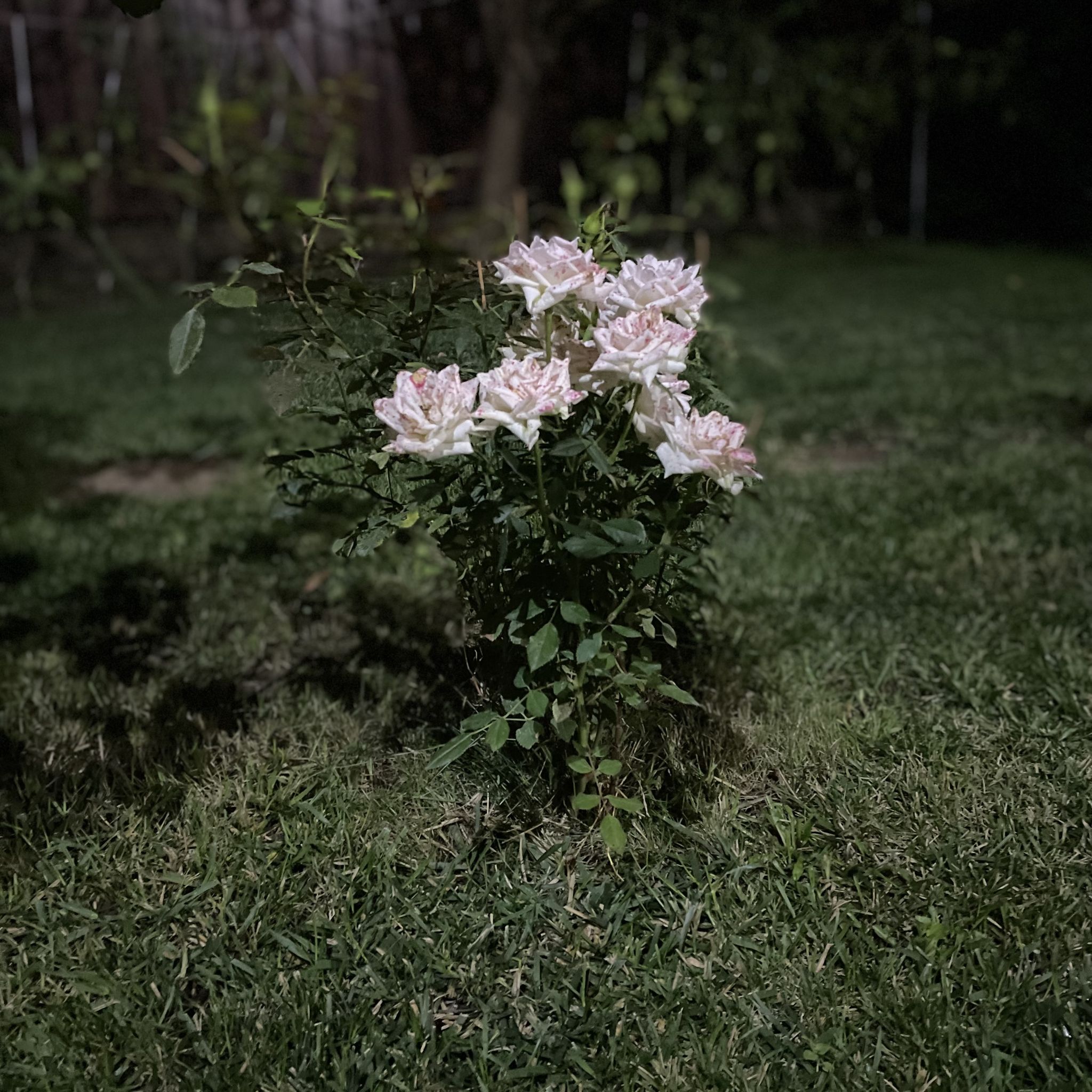 Photo of the plant species Parade Rose by @SavePlants named White roses on Greg, the plant care app