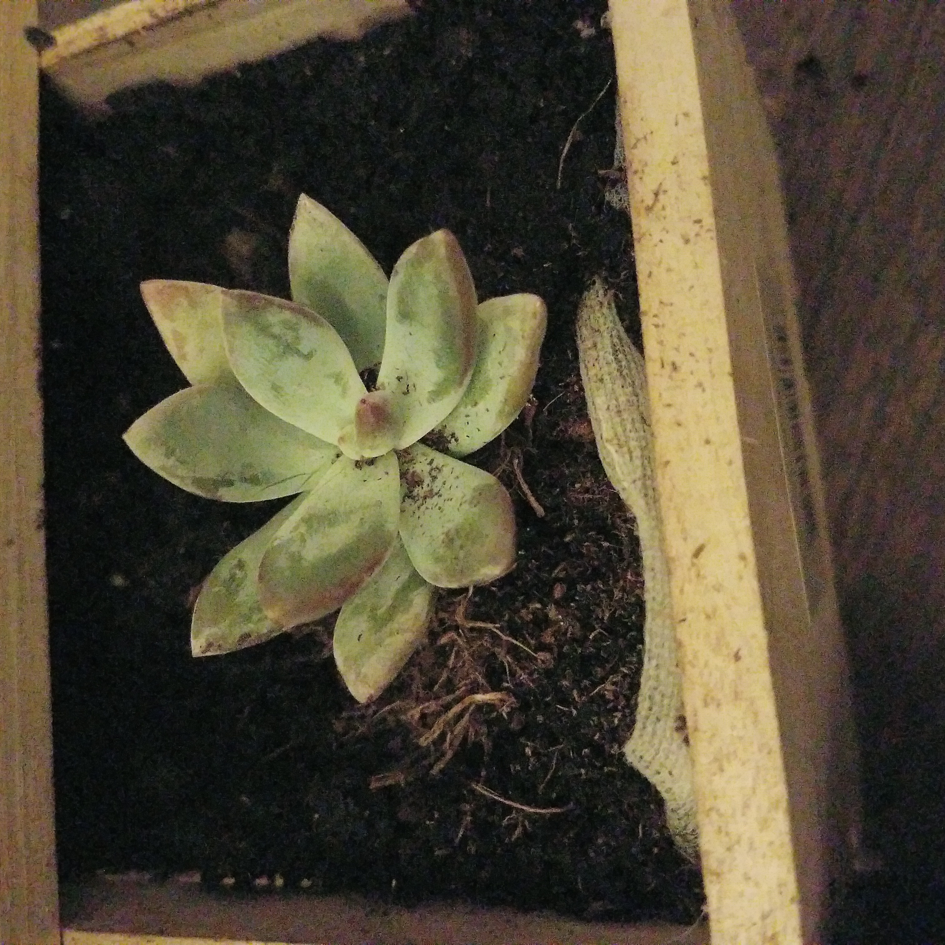 Pachyveria 'Powder Puff' succulent in a wooden container with visible soil and some browning on leaf tips.