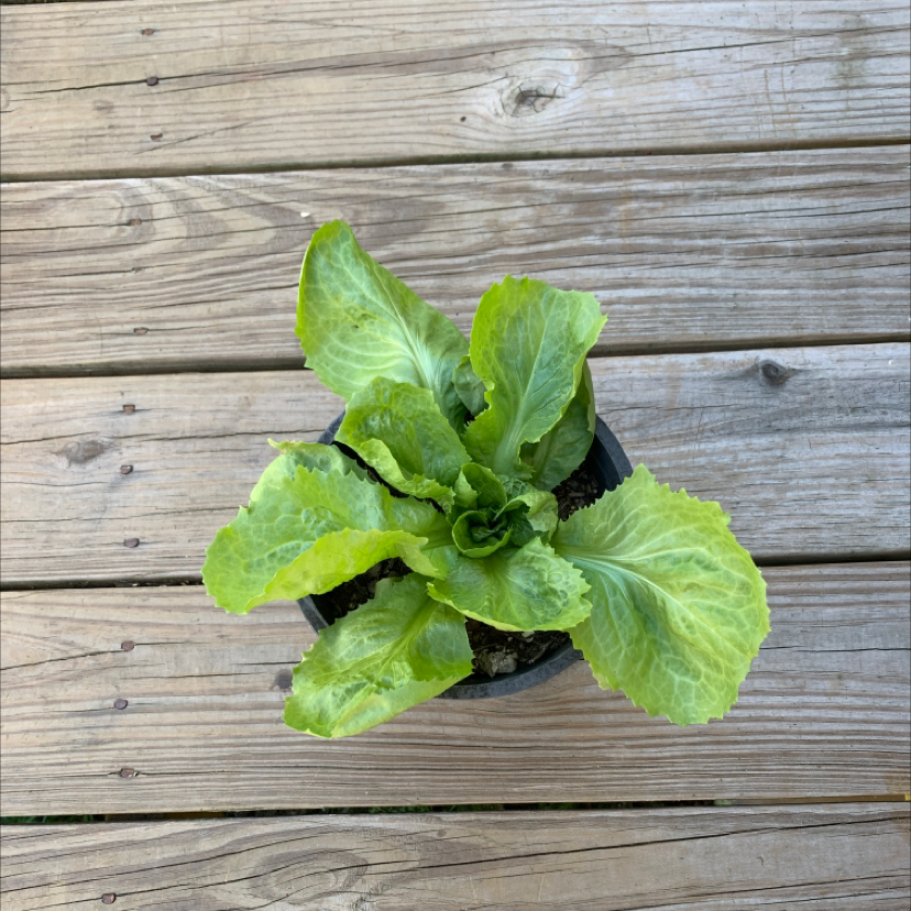 Photo of the plant species Garden Lettuce by @SocialTexasash named Ice T on Greg, the plant care app