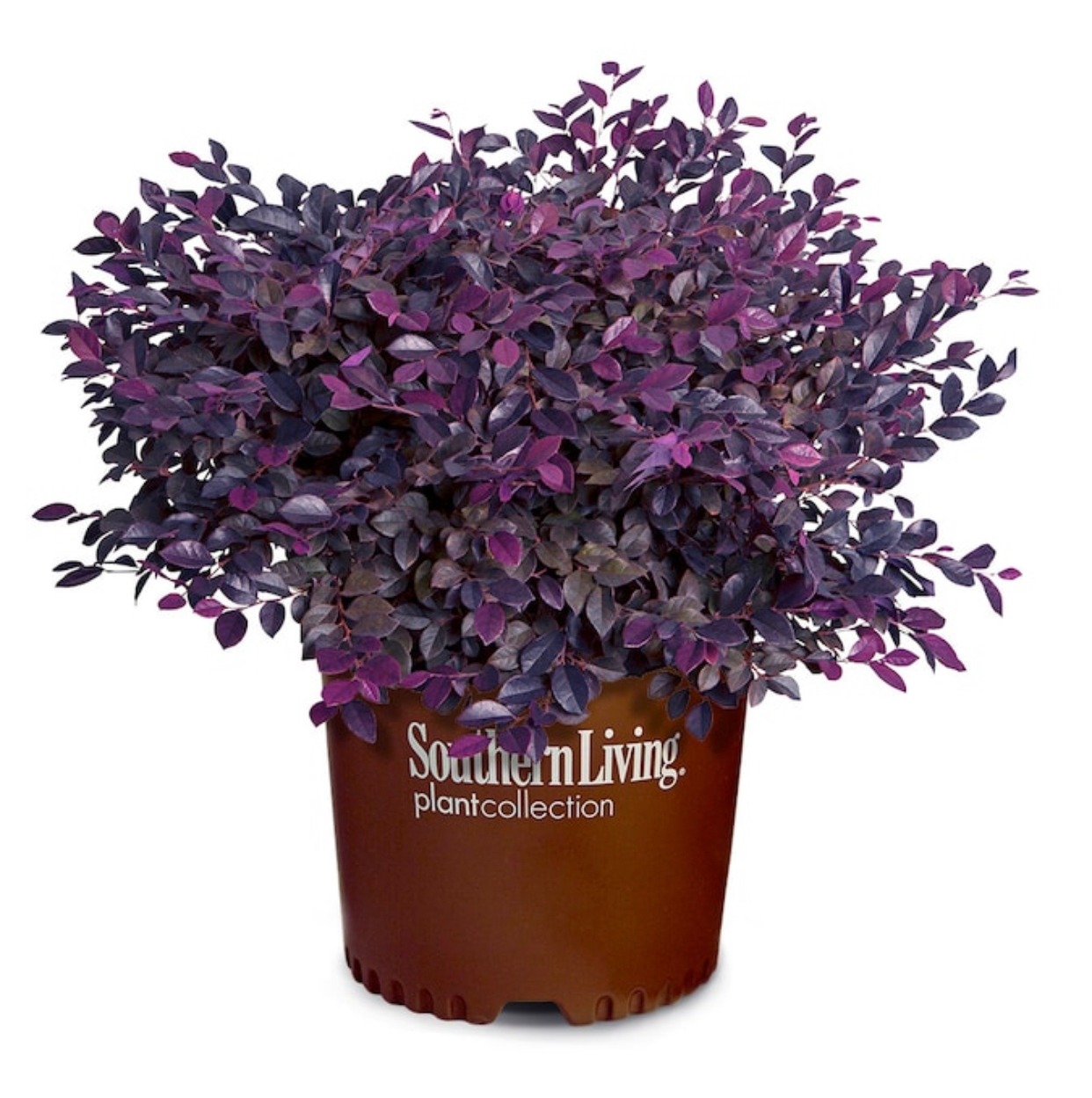 Photo of the plant species Pink Purple Daydream by @UnspoiltTeatree named Porch Plants on Greg, the plant care app