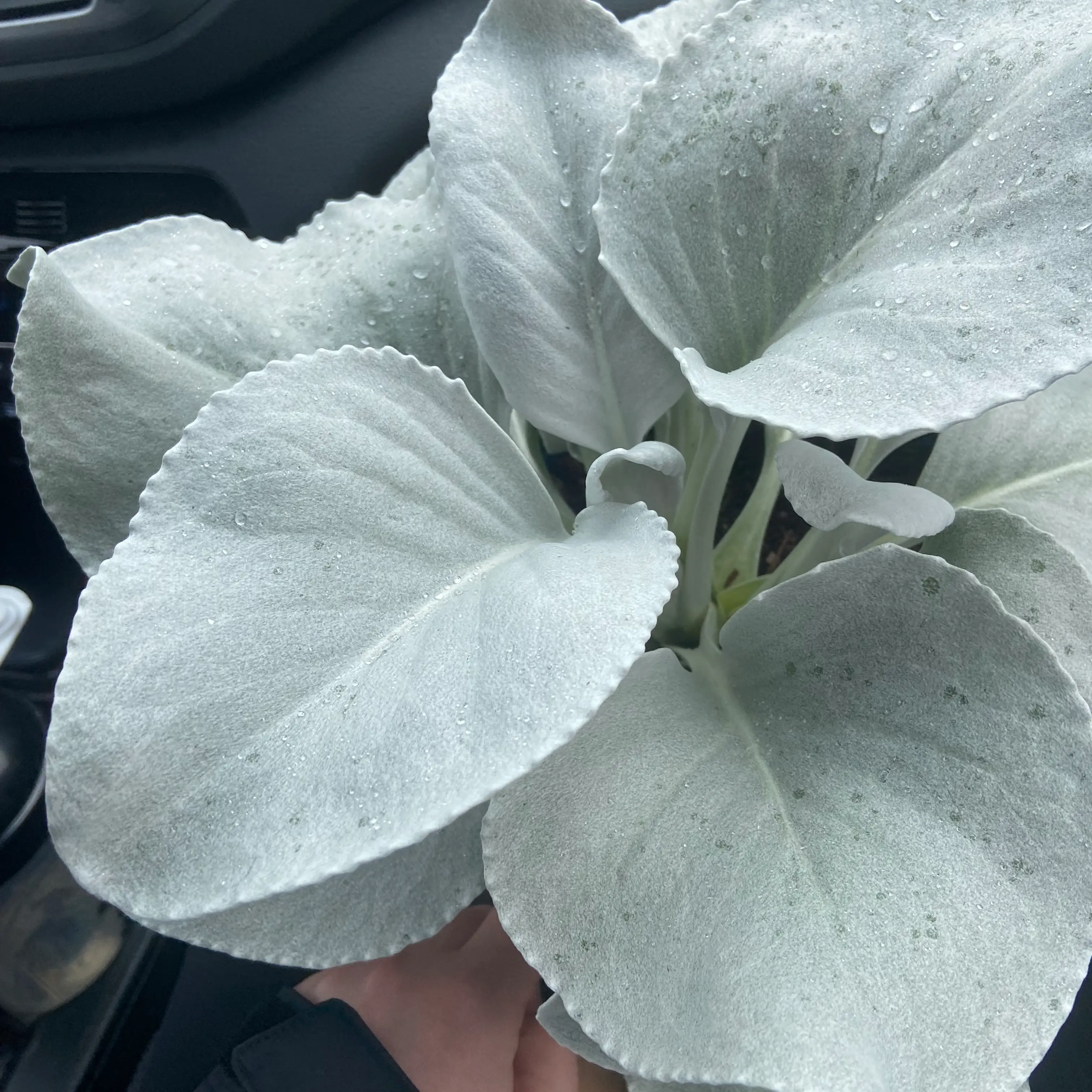 Photo of the plant species Caladium 'Angel Wings' by @ProtectiveAlula named Angel wings #1 on Greg, the plant care app