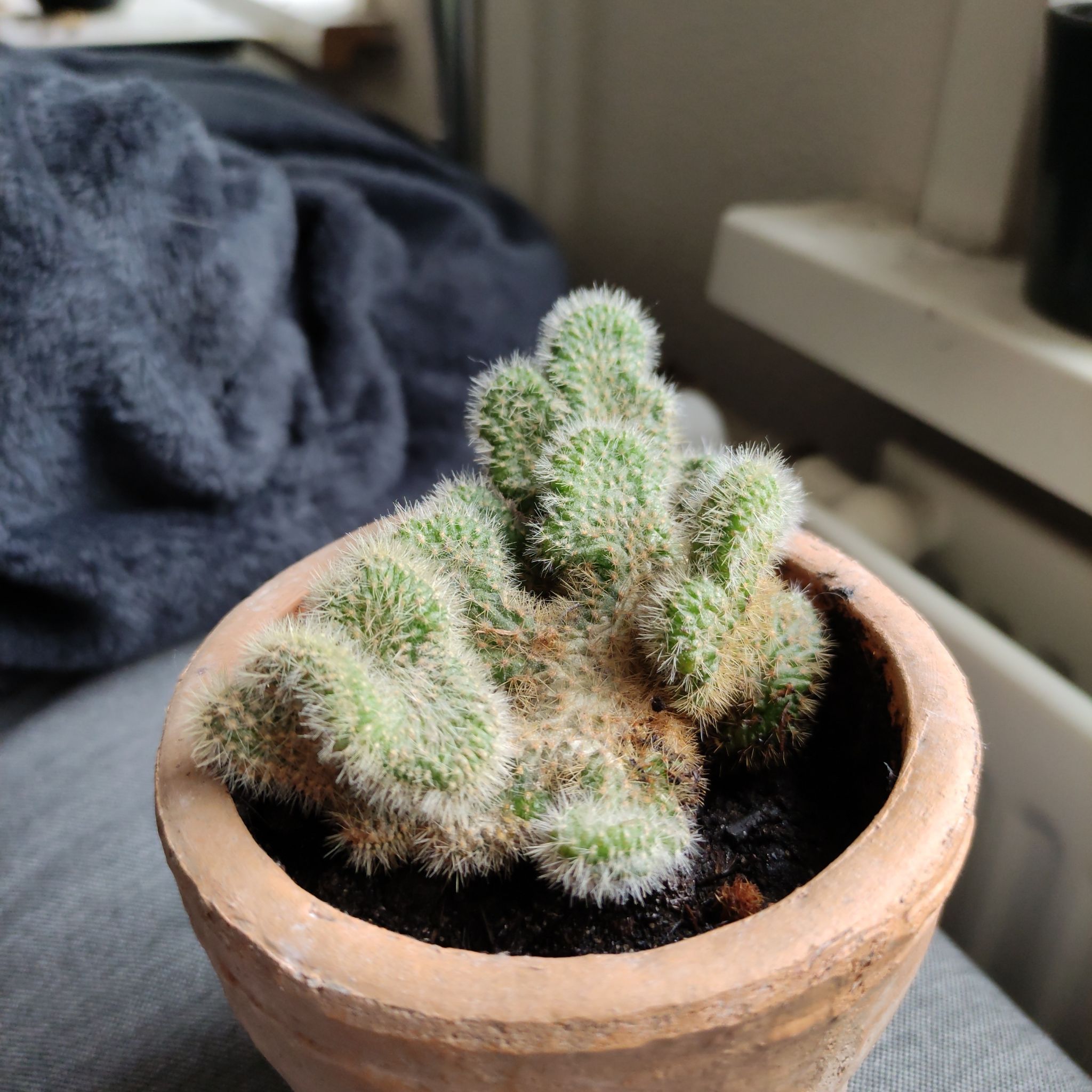Photo of the plant species Crested Golden Rat Tail by @SirOnion named Delilah on Greg, the plant care app