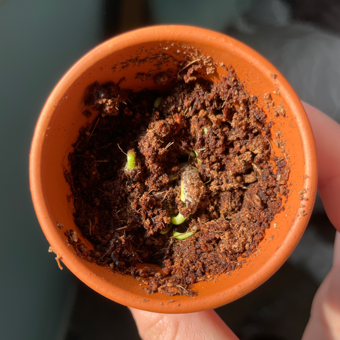 Close-up of a sunflower seedling in a small terracotta pot, showing two green leaves emerging from dark potting soil, held up by fingers.