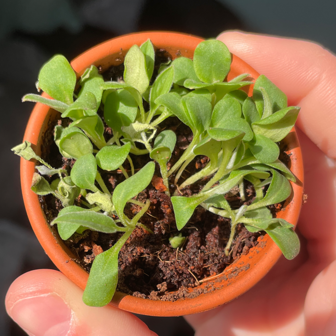 Small potted true Forget-Me-Not plant with green leaves and visible soil.