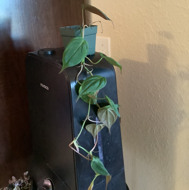 Philodendron Micans plant photo by @Megan named Your plant on Greg, the plant care app.