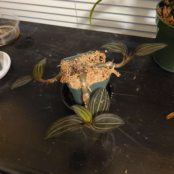 Jewel Orchid plant photo by @Megan named Your plant on Greg, the plant care app.