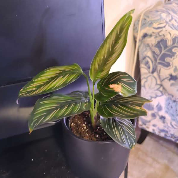 Calathea 'Beauty Star' plant photo by @Megan named Your plant on Greg, the plant care app.