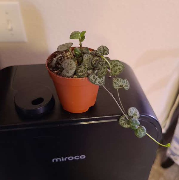 String of Hearts plant photo by @Megan named Your plant on Greg, the plant care app.