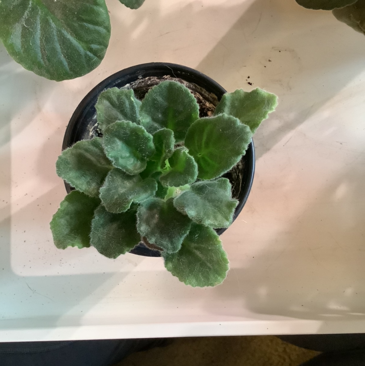 African Violet plant photo by @Megan named Sandy on Greg, the plant care app.