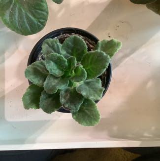 African Violet plant in Washington, District of Columbia