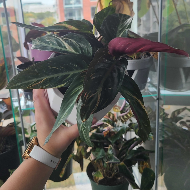 Magic Star calathea plant photo by @Megan named Your plant on Greg, the plant care app.
