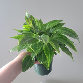 Monolena primuliflora plant in Washington, District of Columbia