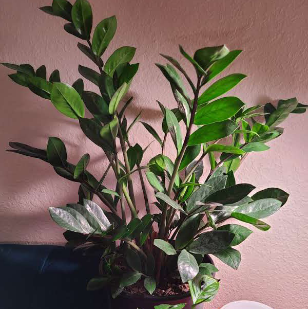 Zamioculcas Zamiifolia plant photo by @Megan named Your plant on Greg, the plant care app.