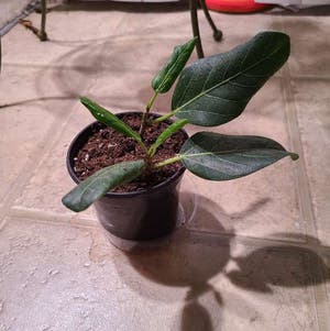 Audrey Ficus plant photo by @Megan named Amati on Greg, the plant care app.