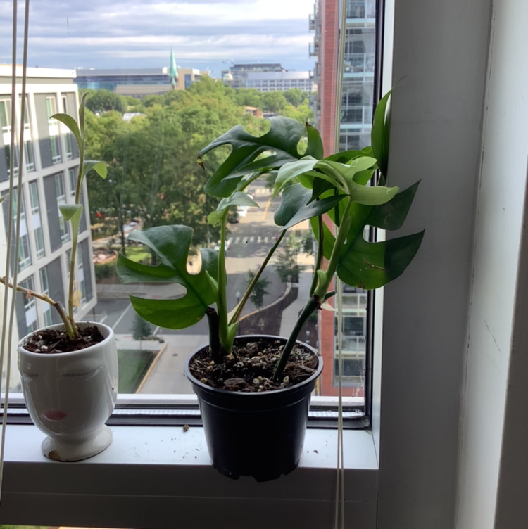 Mini Monstera plant photo by @Megan named Your plant on Greg, the plant care app.