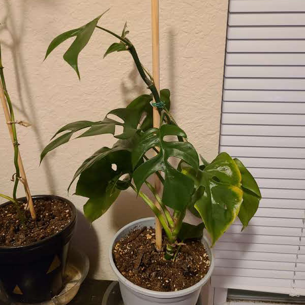 Mini Monstera plant photo by @Megan named Your plant on Greg, the plant care app.