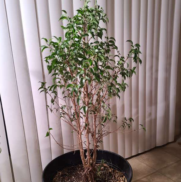 Weeping Fig plant photo by @Megan named Vuillaume on Greg, the plant care app.