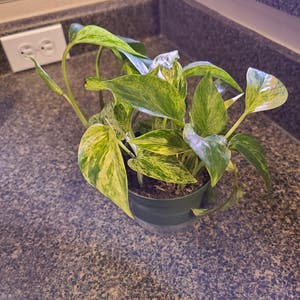 Marble Queen Pothos plant photo by @Megan named Dona on Greg, the plant care app.