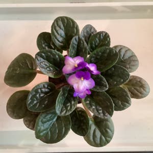 African Violet plant photo by @Megan named Gus on Greg, the plant care app.