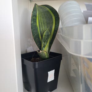Whale Fin Snake Plant plant photo by Megan named Your plant on Greg, the plant care app.