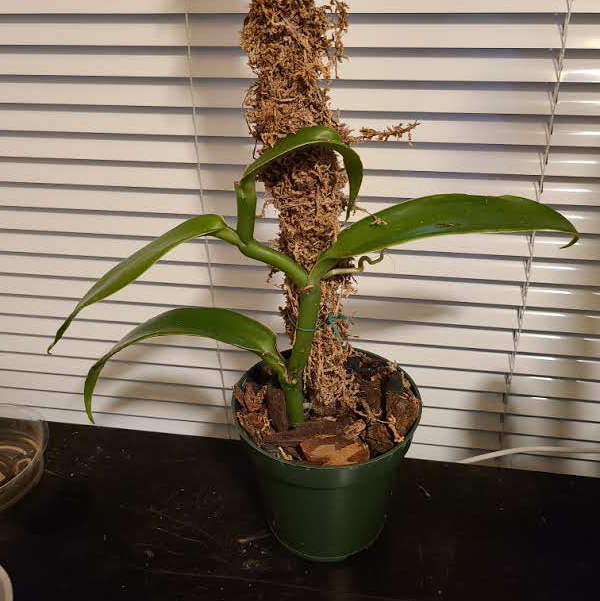 Photo of the plant species Flat Leafed Vanilla by @Megan named Vanna White on Greg, the plant care app