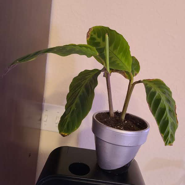 Jungle Velvet plant photo by @Megan named Zeke on Greg, the plant care app.