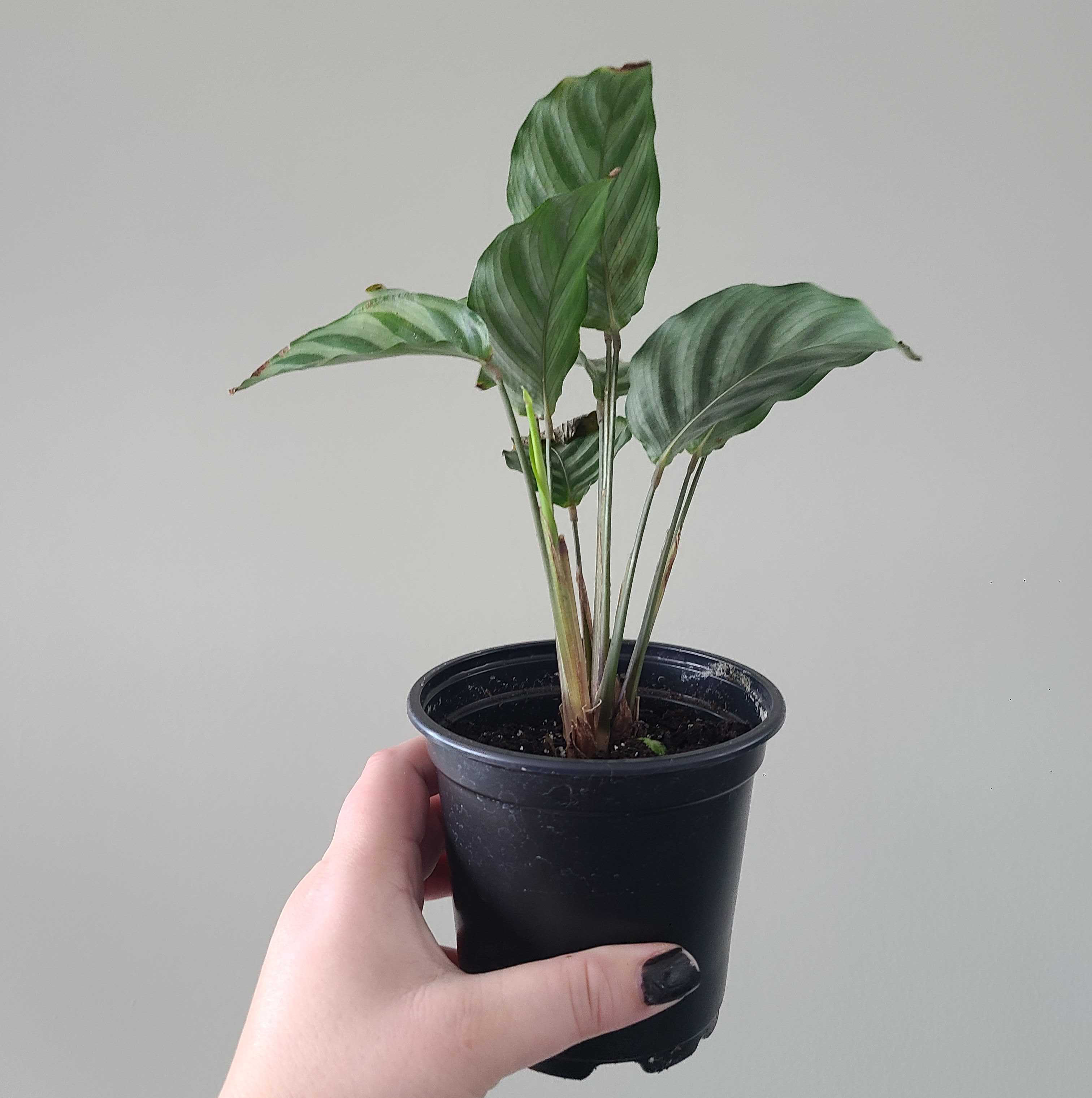 Calathea 'Freddie' plant in a black pot held by a hand, appears healthy.