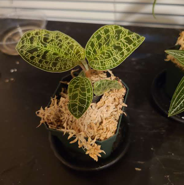 Lightning Bolt Jewel Orchid plant photo by @Megan named Your plant on Greg, the plant care app.