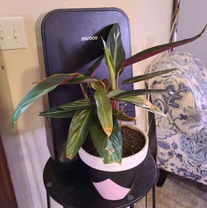 Triostar Stromanthe plant photo by @Megan named Your plant on Greg, the plant care app.