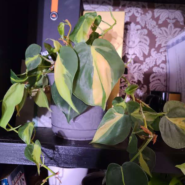 Philodendron Brasil plant photo by @Megan named Your plant on Greg, the plant care app.