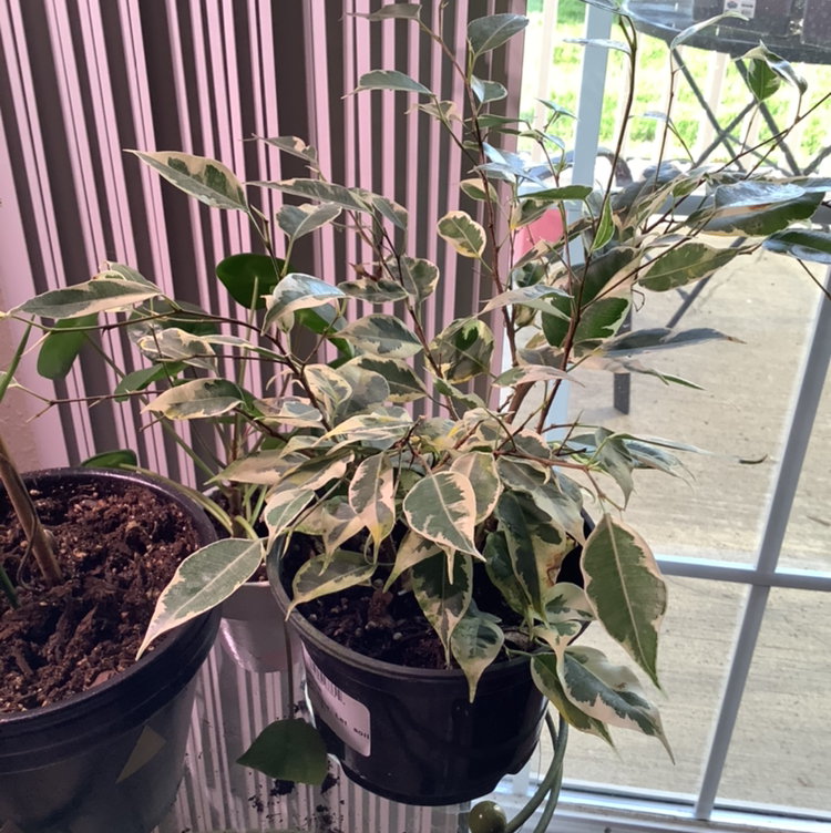 Weeping Fig plant photo by @Megan named Your plant on Greg, the plant care app.