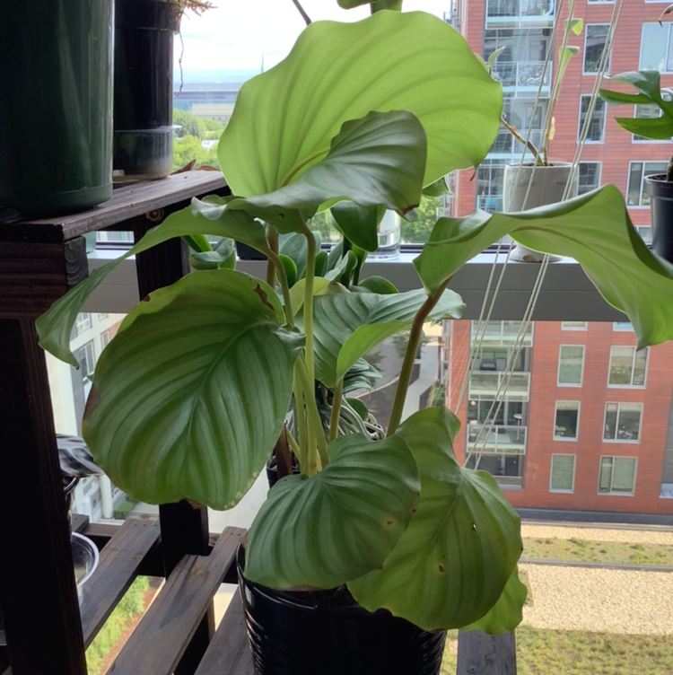 Calathea Orbifolia plant photo by @Megan named Your plant on Greg, the plant care app.