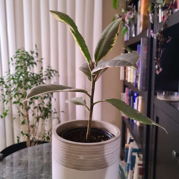 Rubber Plant plant photo by @Megan named Guadagnini on Greg, the plant care app.