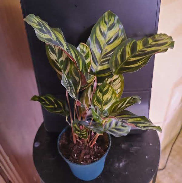 Cathedral Windows plant photo by @Megan named Your plant on Greg, the plant care app.
