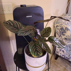 Pinstripe Calathea plant photo by @Megan named Tammy on Greg, the plant care app.
