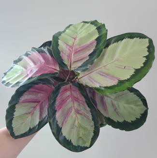 Rose Painted Calathea plant in Washington, District of Columbia