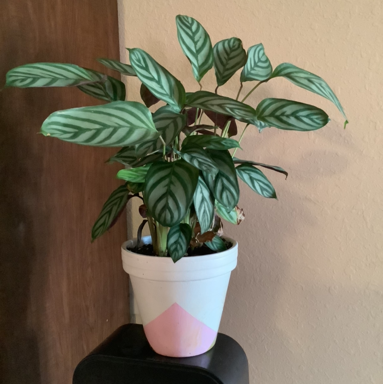 Never Never Ctenanthe plant photo by @Megan named Your plant on Greg, the plant care app.